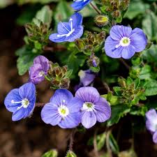 Veronica Repens Creeping Speedwell Seeds for Planting Ground Cover Lawn