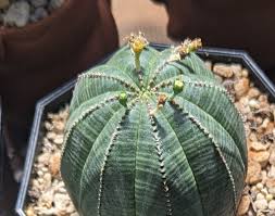 Green Euphorbia Obesa Flower seeds for Planting - Perfect for Borders, Heirloom & GMO Free Seeds for Home Garden