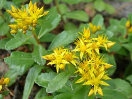 Yellow Aizoon Flower Seeds Planting