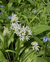 Ursinum Flower Planting Seeds - Vibrant Blooms for Your Garden