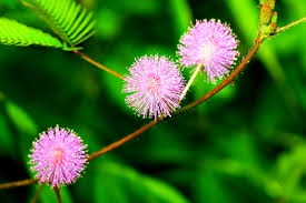 Planting Seeds: Green Mimosa Pudica
