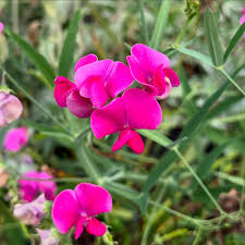 Everlasting Pea Flower seeds for Planting - Garden Favorite, Heirloom & GMO Free Seeds for Home Garden