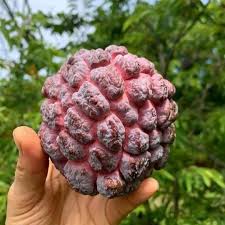 Sugar Apple Seeds for Planting Annona squamosa for tropical home gardens and fruit groves