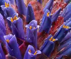 Purple Puya Venusta Flower seeds for Planting - Shade Tolerant, Heirloom & GMO Free Seeds for Home Garden