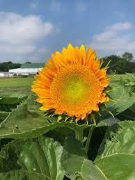 Sunrich Gold Helianthus annuus Sunflower Seeds for Planting in Garden