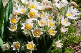 White Anemone Pulsatilla Flower seeds for Planting Vibrant Colors Heirloom & GMO Free Seeds for Home Garden
