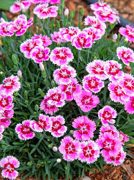 Dianthus Flower seeds for Planting Hardy Variety Heirloom & GMO Free Seeds for Home Garden