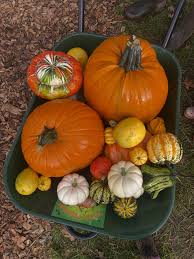 Mixed Pumpkin Planting Seeds for a Bountiful Harvest