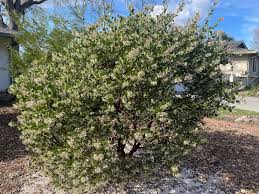 Elevate Your Outdoors with Whiteleaf Manzanita Planting  Seed for Stunning Shrubbery - Evergrowseeds