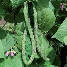 Green Black Rattlesnake Bean Seeds for Planting