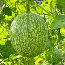 Chilacayote Fig Leaf Gourd Seeds for Easy Planting