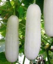 White Cucumber Vegetable Seeds for Planting