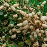 Peanut Variety for Planting  Seed for Generous Harvests in Your Garden