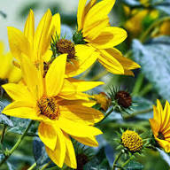 Yellow Maximiliani Flower Seeds Planting