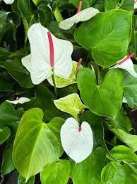 White Red Anthurium Flower seeds for Planting Wildflower Mix Heirloom & GMO Free Seeds for Home Garden