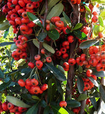 Red Pyracantha Fortuneana Seeds for Planting  Vibrant Berries, Easy-Growing Shrub
