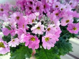 Cream Primula Malacoides Flower Seeds for Planting Vibrant Colors Heirloom & GMO Free Seeds for Home Garden
 
 Sale