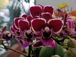 Mini Violet Dark Red Flower Seeds for Planting - Rare Variety