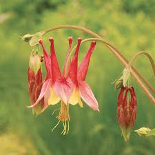 Red Aquilegia Canadensis Flower Seeds  Perfect for Spring Planting
