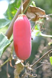 Sicana Odorifera Seeds for Planting  Grow This Unique Vegetable