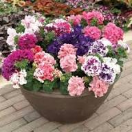 Multi-Flowered Double-Petal Petunia Seeds for Planting - Vibrant Mixed Colors