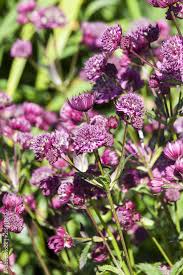Purple Astrantia Flower Seeds for Planting