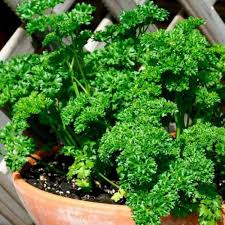 Green Parsley Seeds - Petroselinum Crispum for Planting