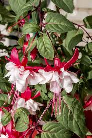 Red and White Fuchsias Seeds for Planting