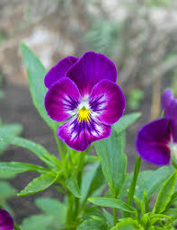 Yellow Pink Mini Violet Flower Seeds for Planting Wildflower Mix Heirloom & GMO Free Seeds for Home Garden
 
 Sale