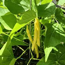 Venezia Bean Vegetable Seeds for Your Garden