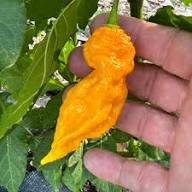 Datil Pepper Vegetable Seeds for Home Planting
