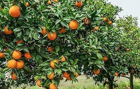 Orange Planting Seeds for Juicy Citrus Fruit - Grow Delicious Oranges