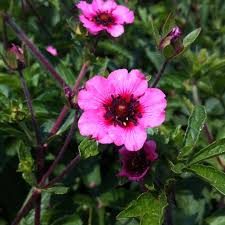 Red Willmott Flower seeds for Planting - Premium Quality, Heirloom & GMO Free Seeds for Home Garden