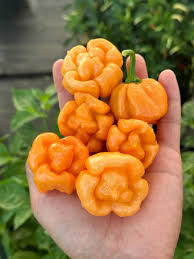 Bahamian Vegetable Seeds for Planting