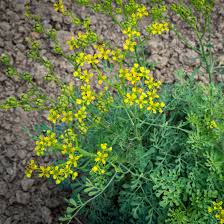 Yellow Ruta Graveolens Flower Planting Seeds  Brighten Your Garden with Vibrant Flowers - Evergrowseeds