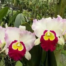 White Pink Cattleya Hybrida Flower Seeds for Planting  Seed for Elegant and Vibrant Blooms