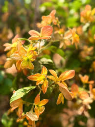 Yellow Rawstone Plant for Your Garden  Seed for Bright and Cheerful Blooms
