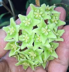 Green Carnosa Flower Seeds for Planting Low Maintenance Heirloom & GMO Free Seeds for Home Garden
 
 Sale