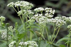 White Eupatorium Perfoliatum Planting Seeds