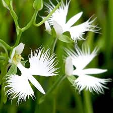 White Egret Flower Seeds for Easy Planting