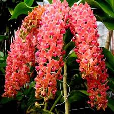 Peach Phalaenopsis Orchid Flower seeds for Planting - Seasonal Bloomer, Heirloom & GMO Free Seeds for Home Garden