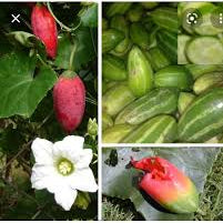 Pink Ivy Gourd Vegetable Seeds for Easy Planting