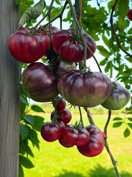 Black Red Tomato Seeds for Planting