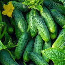 Octopus Cucumber Vegetable Seeds for Planting