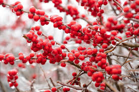 Red Verticillata Fruit Seeds for Planting - Grow Delicious Red Fruits