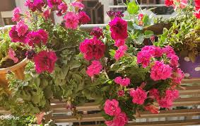 Petunia Double Madness Mix Seeds for Planting - Stunning Double Blooms for Your Garden - Evergrowseeds