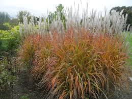 Uncinia Firedance Ornamental Grass Plant: Vibrant Red Foliage for Stunning Garden Displays