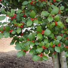 Opaca Tree Seeds for Planting  Grow Your Own Tree