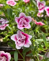 White Pink Double Petunia Flower Seeds for Planting Seed for Lush Blooms, Ideal for Garden Beautification Heirloom Non-G