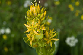 Yellow Gentian Flower Seeds for Planting - Vibrant Perennial Blooms for Your Garden